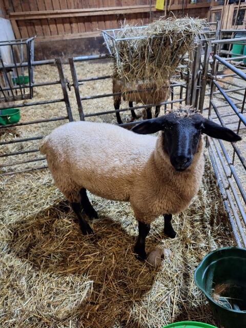Suffolk Schaf