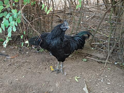 Ayam Cemani, Hähne