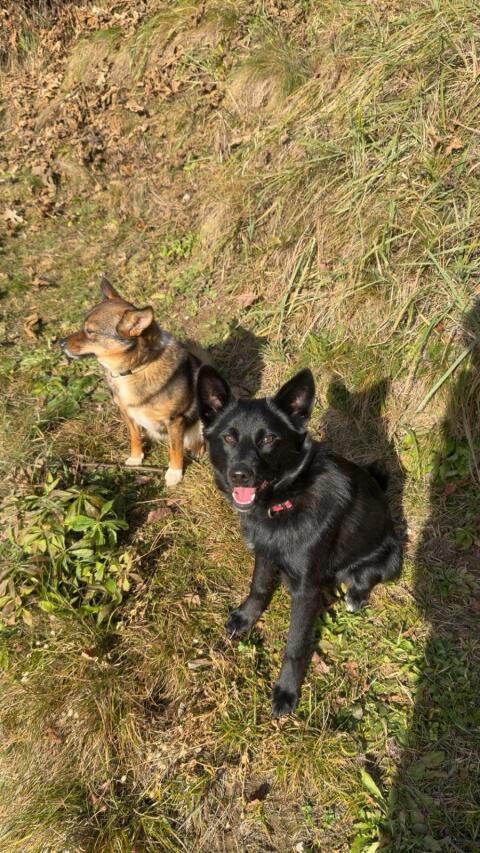 Hunde-Welpen
