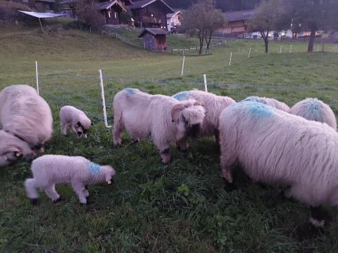 Walliser Schwarznasen Widder HB