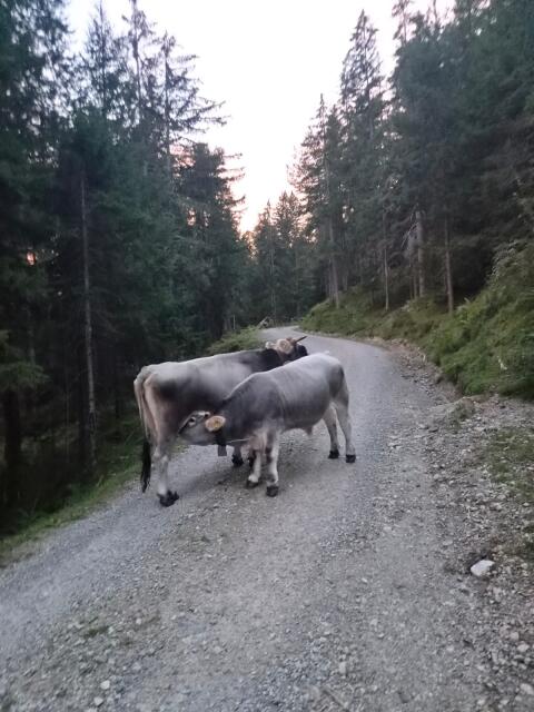 Grauvieh-Mutterkuh
