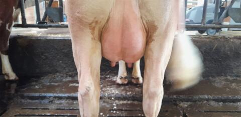 Milchkühe
