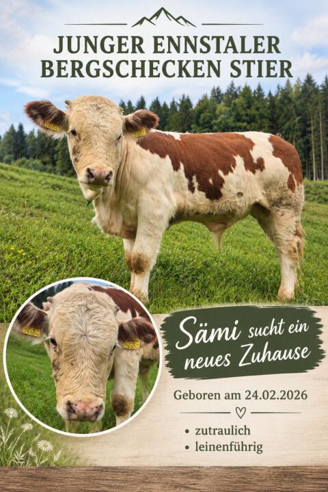 Stier