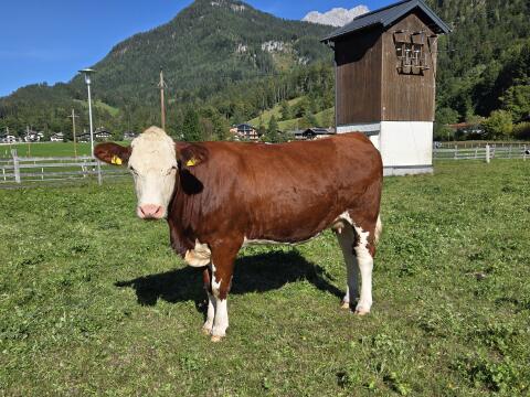 BIO Kalbin und Jungrinder Fleckvieh