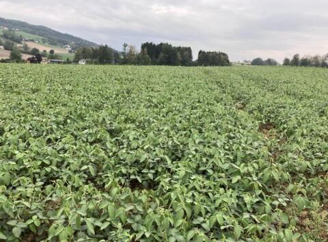 Soja, GPS, ab Feld, 5 ha Gras kostenlos
