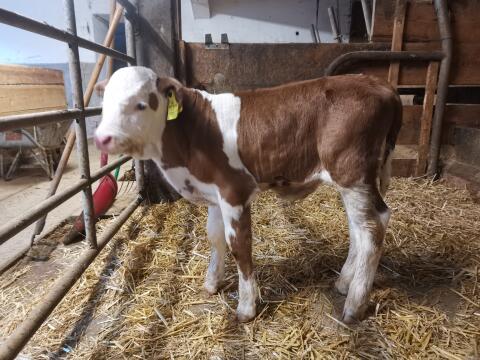Bio-Stierkalb