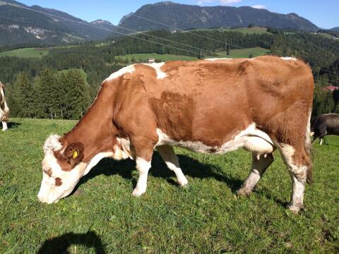 Fleckviehkuh Bio in Milch