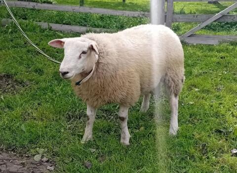 Texel-Widder