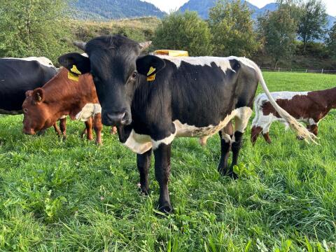 Bio-Pinzgauer Stier