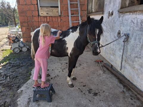 Pony-Stute, 1,5 Jahre, zu verkaufen