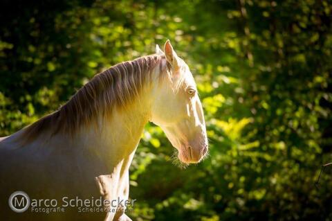 Traumhafter Lusitano-Typ (17 J., 1,47 m)