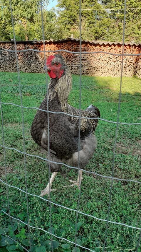 Junghahn, Rassemix (Brahma/Mechelner)