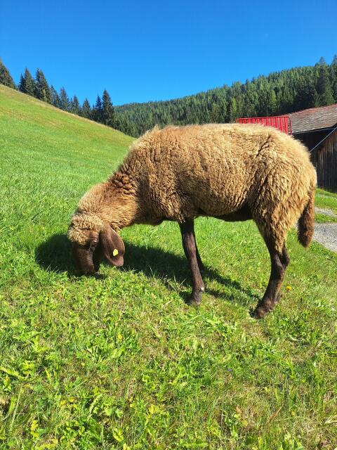 Braune Bergschafe