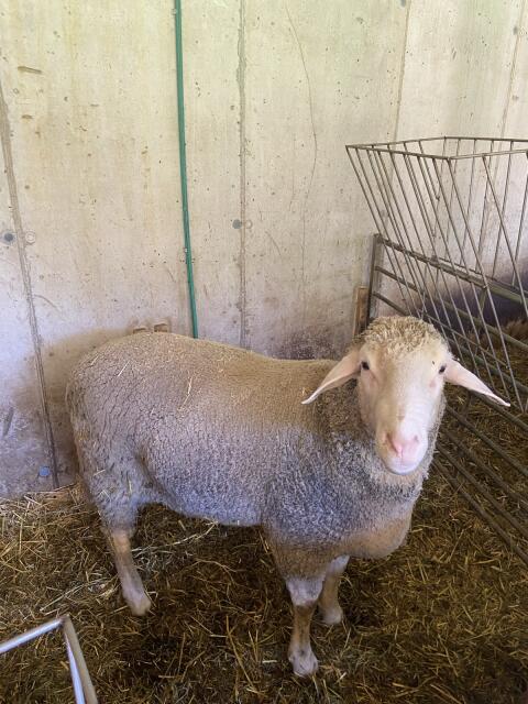 Merino-Widder