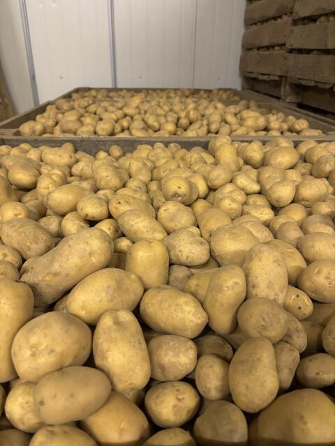 Speisekartoffeln