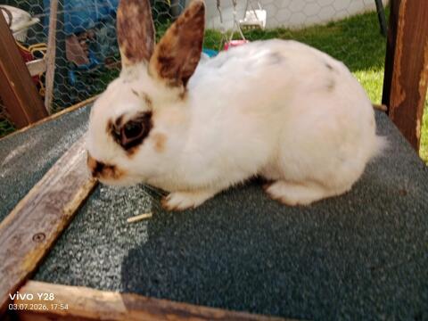 Kaninchen
