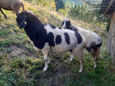 Gescheckter Bergschafwidder