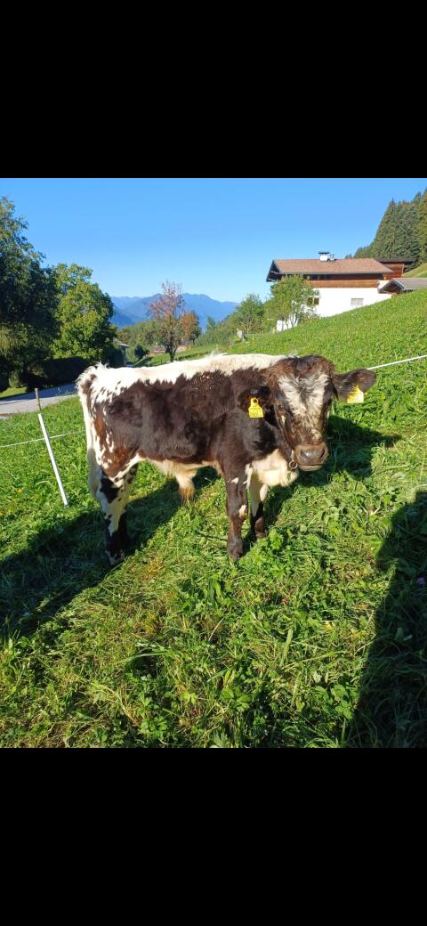 Stier zu verkaufen