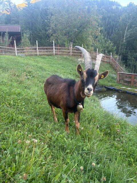 Aosta-Ziegen zu verschenken