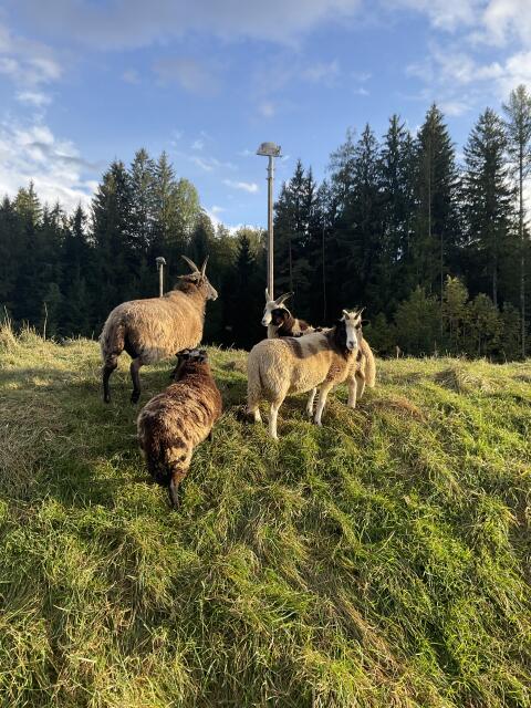 Jakobsschaf-Widder