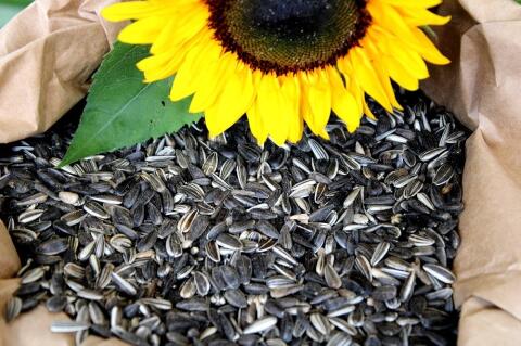 Sonnenblumenkerne