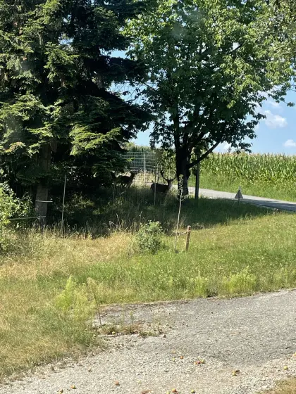 Dammwild Dammspießer, Löffler