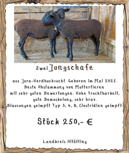 Juraschafe