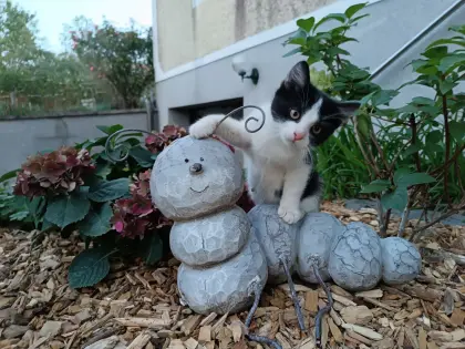 Kleine Katze