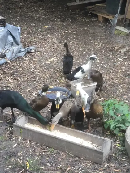 Laufenten suchen neuen Garten