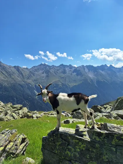 Tauernscheckenbock