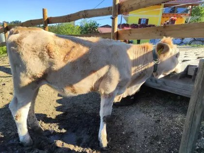Kalbin FVxCH, geb. 26.02., 220 kg