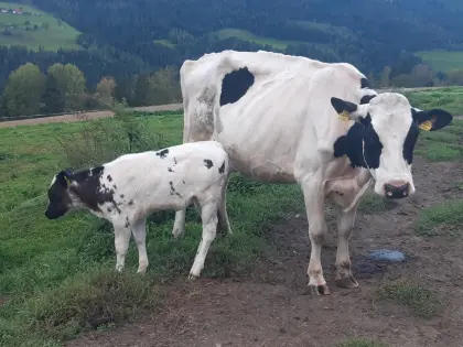 HF Mutterkuh Bio