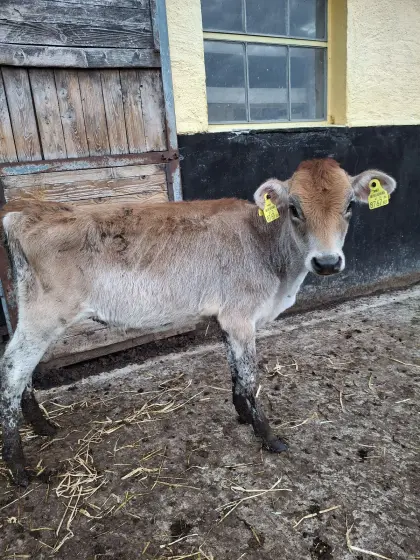 Bio-Jersey-Kuhkälber