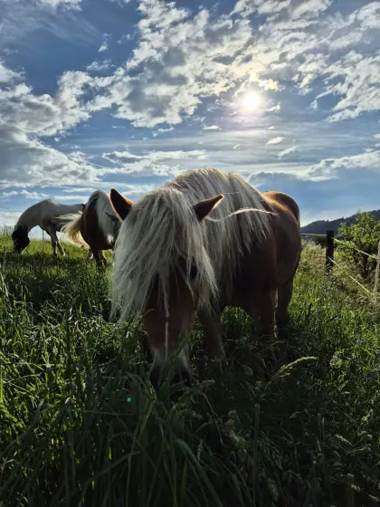 Haflinger Noah