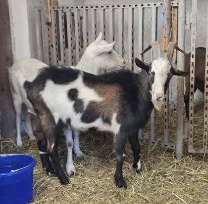 Ziegenbock