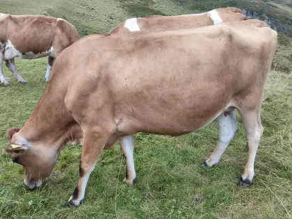 Verk. trächtige Bio Jersey Kuh