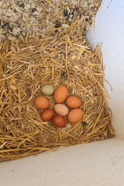 10 Eier zu verkaufen