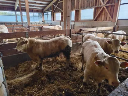 Charolais-Zuchtstiere