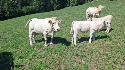 Charolais