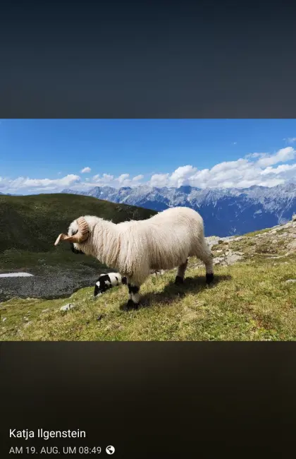 Walliser Schwarznasenschafe