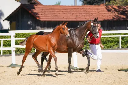 Malibu, Österr. Warmblut-Stute