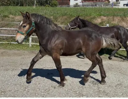 Noriker Hengstfohlen