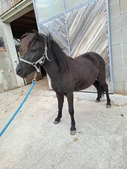 Pony-Wallach abzugeben