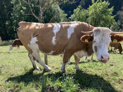 Bio-Mutterkuh mit Stierkalb