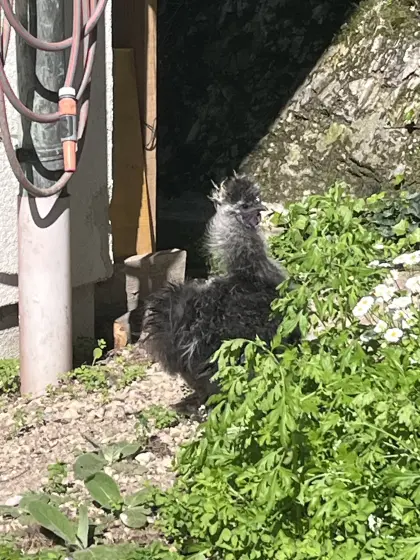 Seidenhahn zu verschenken