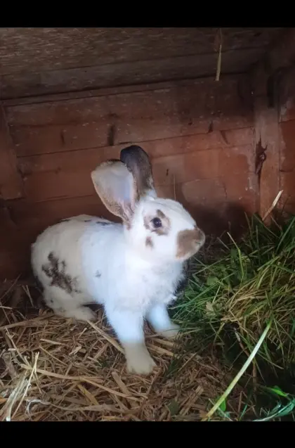 Hasenbär