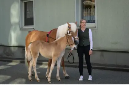 Haflinger Stutfohlen