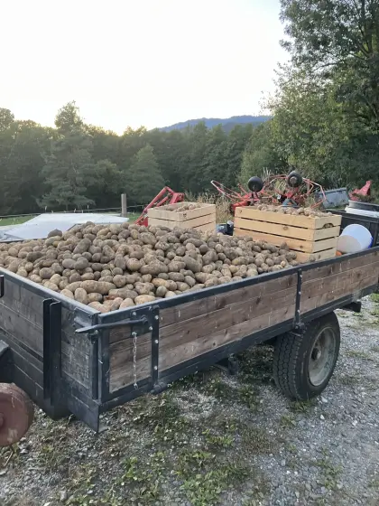 Bio-Kartoffeln