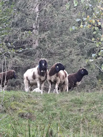 Jungwidder