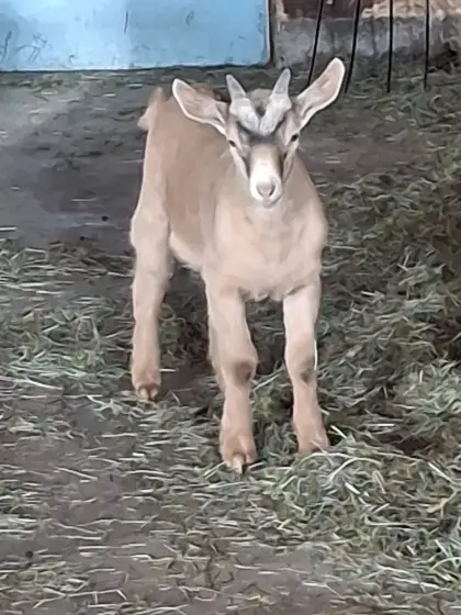 Ziegenkitze